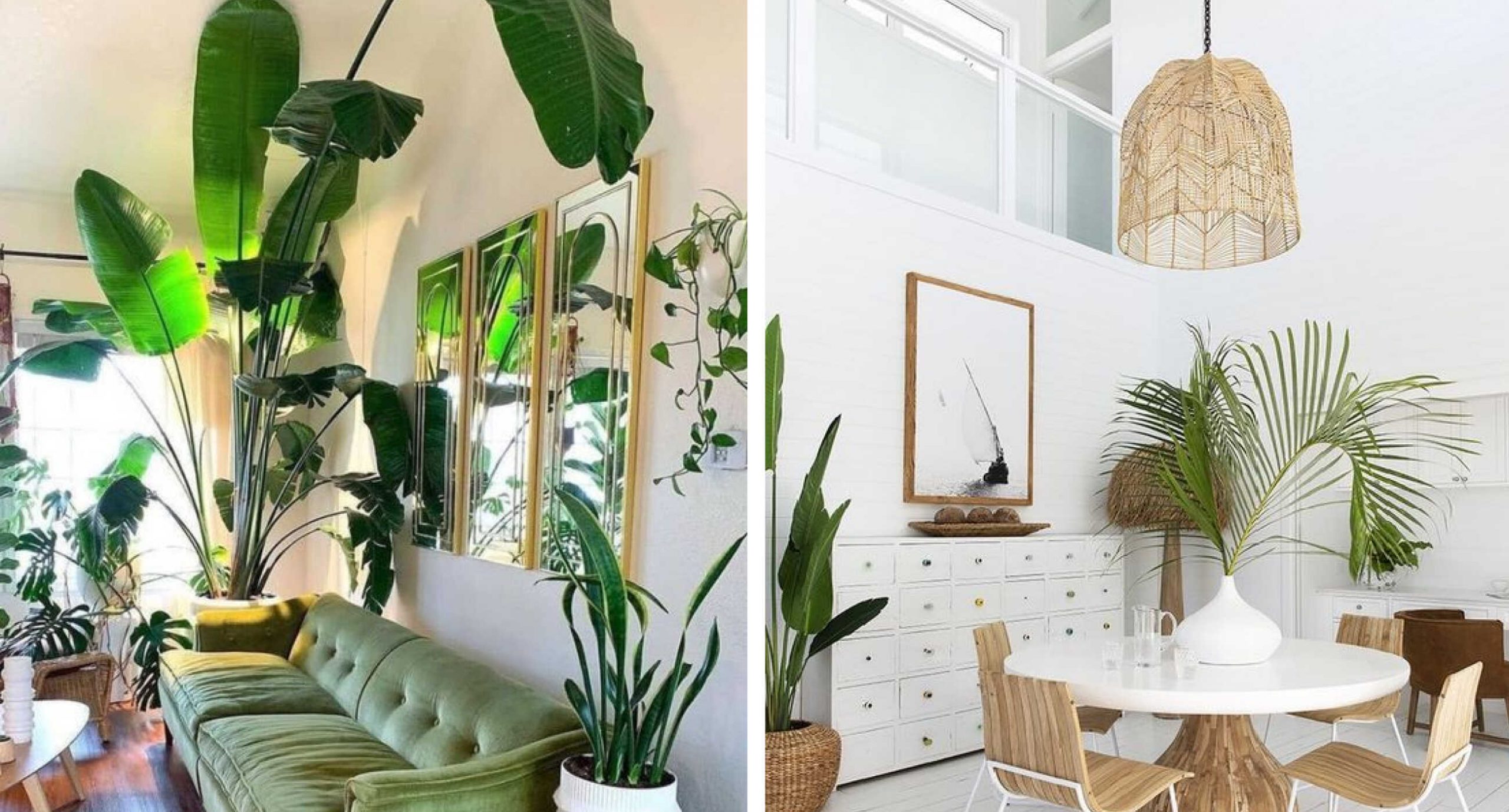 thiết kế thi công nội thất phong cách nhiệt đới Tropical